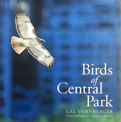 Kate Thompson Book Design: Birds of Central Park, Abrams